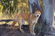 澳洲野狗可以重新驯化吗（澳大利亚野狗可以驯养吗）