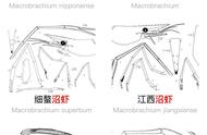 淡水青虾的主要特征（青虾生活习性）