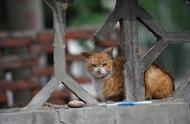 喂流浪猫的适合吃什么（适合给流浪猫吃什么东西）