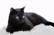 黑色猫为什么少见（黑色的猫不吉利的吗）