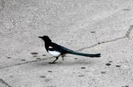 鸟为什么喜欢站在马路中间（鸟为什么喜欢站在晒衣杆上）
