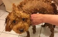 三个月泰迪狗洗澡注意事项（三个月的泰迪狗怎么洗澡）
