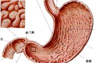 胃和十二指肠的解剖和生理功能（胃十二指肠的正面解剖图）