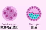 胚胎发育过程天数（胚胎各阶段发育过程）