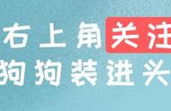 小狗40天带回家注意什么（小狗40多天能抱家去吗）