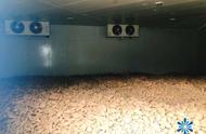 大批量红薯储存技术（地窖保存红薯的正确方法）