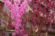 紫荆树能否栽在庭院里（紫荆树适合在家里种吗）