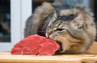 生肉喂猫前处理（经过处理的生肉可以喂猫吗）