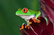 宠物蛙的品种及图片小型宠物蛙（最容易养又适合新手的宠物蛙）