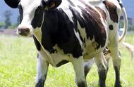 奶牛与母牛怎么区分（奶牛有公母区分吗为什么叫奶牛）