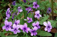 小紫花有点香味的是什么花（开白花紫花是什么花）