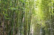 竹子什么季节砍伐最好（竹子几年能砍伐）
