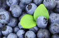 蓝莓能在湖南地区种植吗（湖南地区适合种植蓝莓吗）