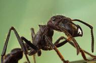 十大最毒蚂蚁排行榜（最毒的10种蚂蚁排名）