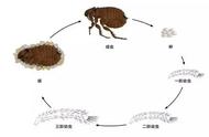 跳蚤最怕3个克星（跳蚤一般咬完人都藏哪了）