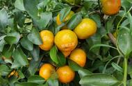 胺鲜酯在柑橘着色期的使用方法（胺鲜酯在柑橘8月膨果期怎么使用）