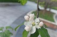 海棠花结果后还能开花吗（海棠花第二年还会开花吗）