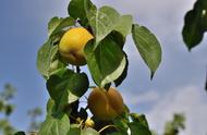 杏子成熟期在几月份（南方杏子几月份成熟）
