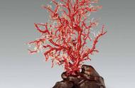 红珊瑚的功能与主治（红珊瑚的作用与保养）