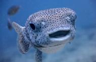 海底动物名称和图片（100种海洋动物）