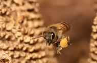 蜜蜂种类大全（蜜蜂种类及分工）