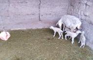 小母山羊几个月性成熟（母山羊几个月可以怀孕）