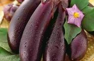 紫色茄子跟绿色茄子各有什么营养（青茄子与紫茄子的区别功效）