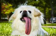 狗吐舌头的原因（狗频繁的吐舌头）
