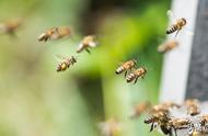 怎么把一只受伤的蜜蜂养活