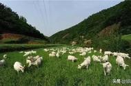 养50只羊需要种几亩牧草