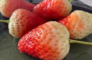 草莓一半红一半白能不能吃（草莓外边发白的还可以吃吗）