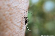 蚊子喜欢咬聪明人是真的吗（蚊子咬聪明的人是有科学依据的吗）