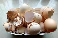 鸡蛋壳做肥料适应哪种花（鸡蛋壳做肥料适合什么花）