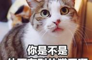 小猫送人最佳时间（一个月小猫离开母猫后怎么养活）