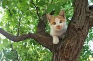 梦见猫在树上好不好（梦见猫暗示什么）