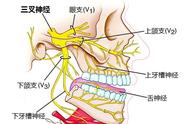 三叉神经在哪个部位图片（三叉神经主要在哪些部位）