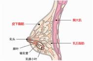 增肥会自然增胸吗（怎样增肥特别是增胸）