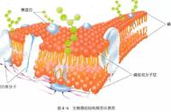 细胞膜的结构和功能（细胞膜的结构及功能总结）