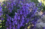 紫色花瓣的花有哪些品种（15种开紫花的植物图片）