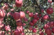 苹果的养殖方法和技巧（苹果的种植方法和步骤）