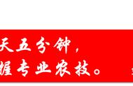 柚子树移栽后几年可以结果（移栽后的柚子树怎么结果）