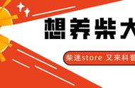 柴犬怎么养毛发会亮（柴犬怎样才能毛色漂亮）