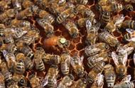 蜜蜂没有蜂王会有哪些表现（蜜蜂出勤率低和蜂王有关系吗）