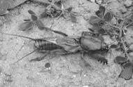 蝼蛄虾幼虫图片（蝼蛄有毒吗）