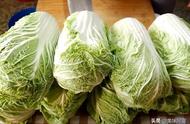 塑料袋腌酸菜最快的办法（白塑料布腌酸菜有毒吗）