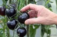 黑番茄适合哪些地区种植（黑番茄可否无土栽培）