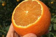 黄色果冻橙是什么品种（果冻橙品种简介）