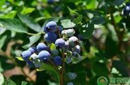 蓝莓的种植条件（蓝莓树最怕什么）