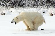 北极熊身体的特征（北极熊外表和特征）