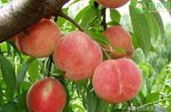 最贵的桃子品种排名（目前市场上最好的桃子品种）